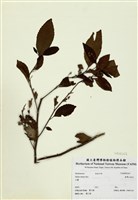 藏品(臺灣山桂花)的圖片